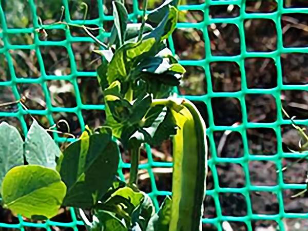Green square plastic mesh for bean plants support