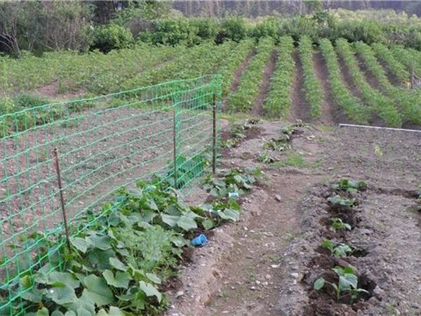 Heavy duty linear plastic mesh for plant climbing netting in vegetable plot