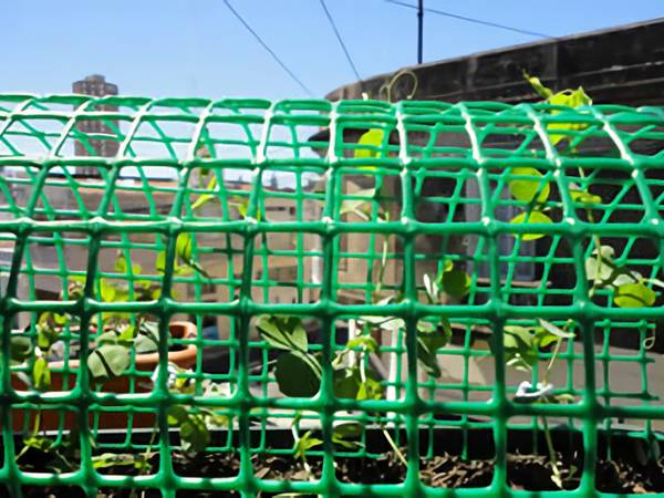 garden fence/hdpe plastic mesh/square mesh hdpe