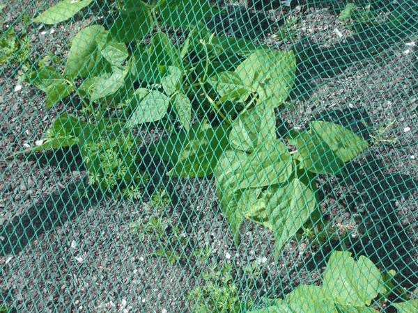 Green knitted plastic netting covers on plant for bird protection