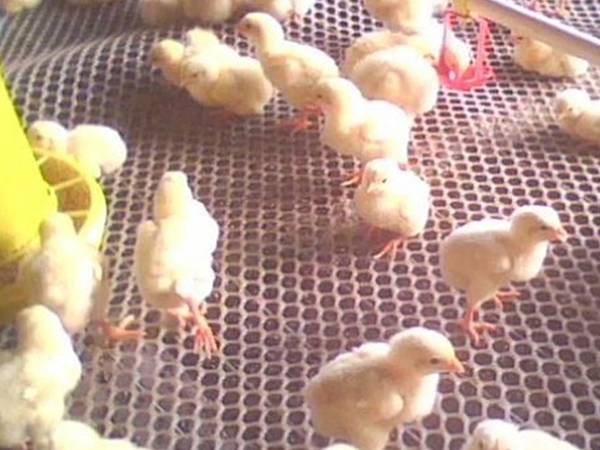 Chicks are on the white plastic net.