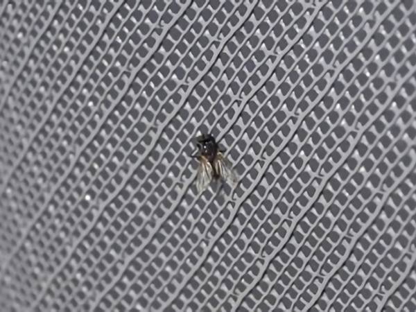 A piece of grey extrude plastic window screen with small mesh holes much smaller than housefly