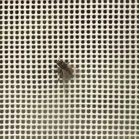 A piece of cream-colored extrude plastic window screen with small mesh holes much smaller than housefly