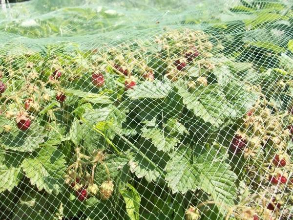 White plastic netting protects strawberry from bird